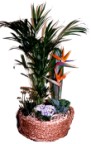Deliver a single plant or a variety of healthy flowering and non-flowering plants in a suitable container - Click to enlarge